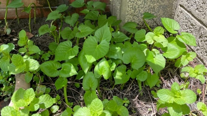 台湾での生活~自家製野菜