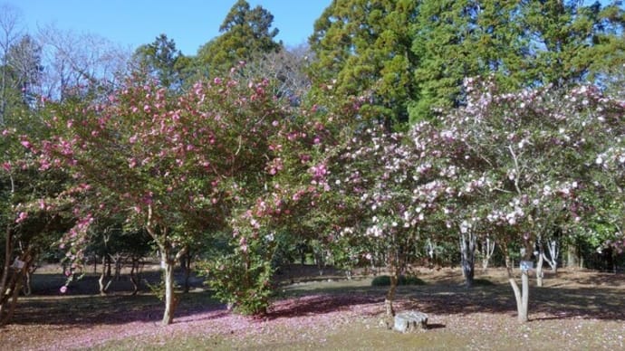 椿と山茶花