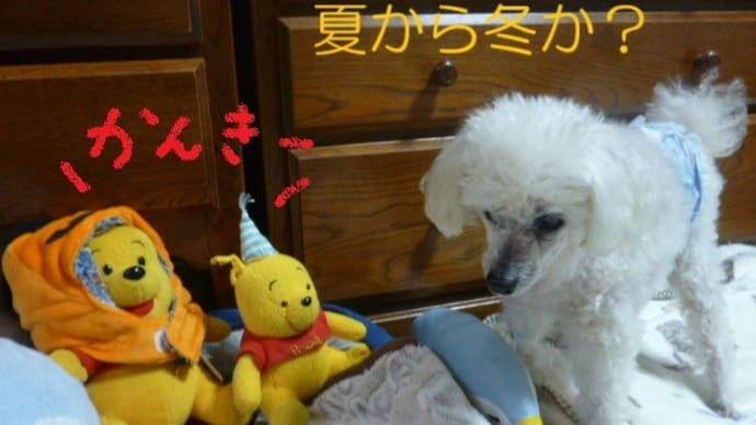 昨日の夏日から一転…冬の寒さに…w( ̄▽ ̄;)w イチョウも黄色く…ダイヤモンド富士の季節…