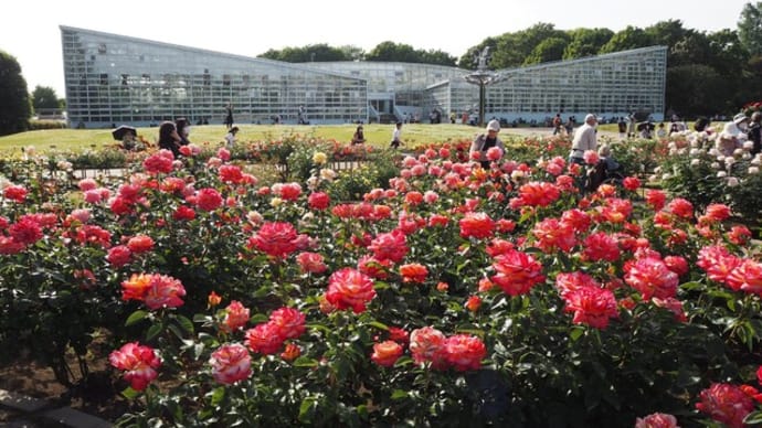 花散歩・神代植物園バラ散策 ①