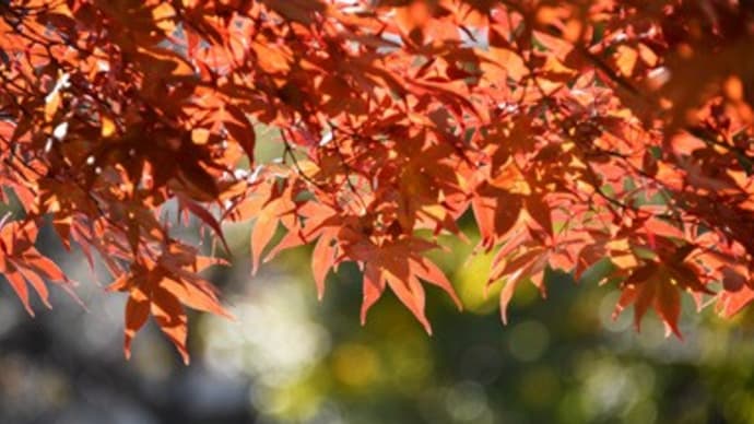 関東南部の平野部でも紅葉が始まる