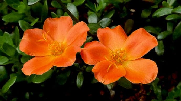 庭の花(8月)ポーチュラカ、タマスダレ、フジナデシコ、ヤブラン、他