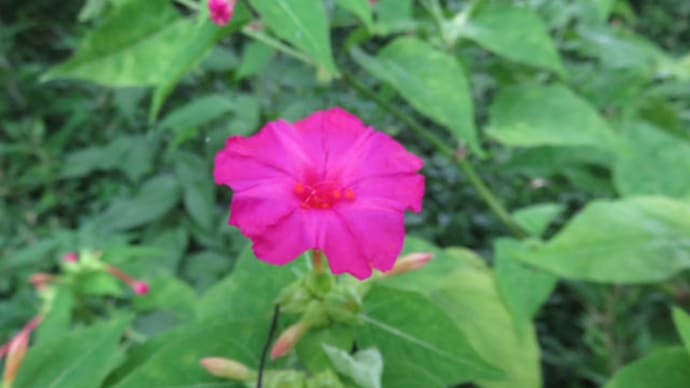 白粉花