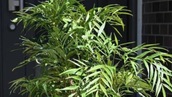 植物のお勉強⑥ マホニアコンフーサ