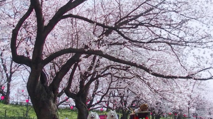 三年前の今日 愛犬達💛とお花見お散歩 権現堂桜