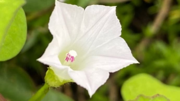 庭のお花達　マメアサガオ他