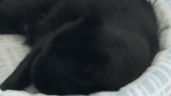引っ越し前