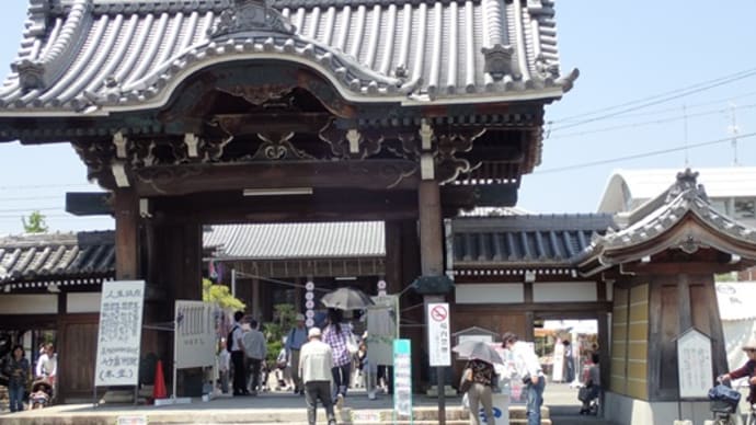 ふじまつり 竹鼻別院 今満開