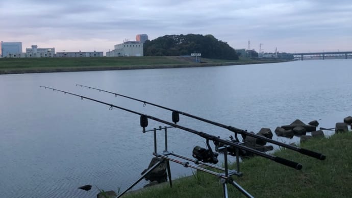 11月16日の鯉釣り