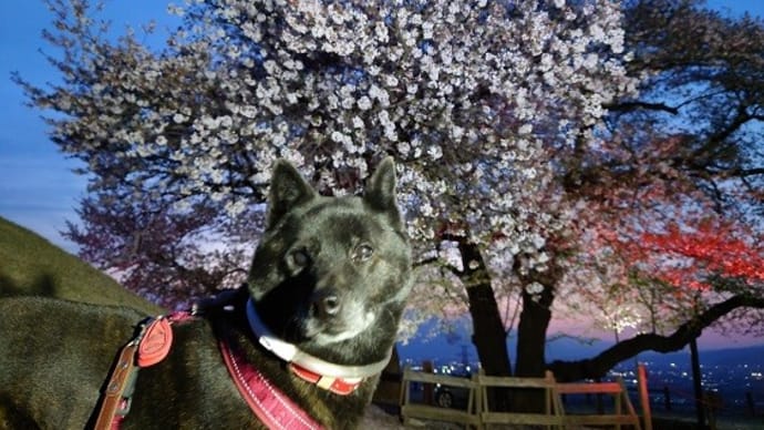 甲州蚕影桜 ライトアップ