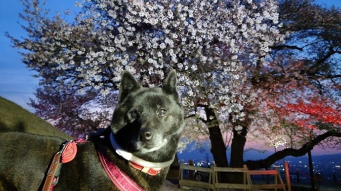 甲州蚕影桜 ﾗｲﾄｱｯﾌﾟ