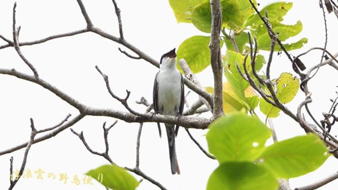夏鳥サンショウクイ