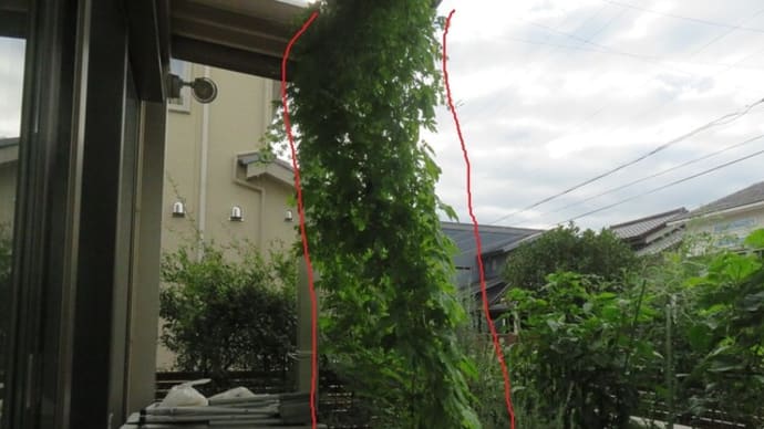 ワタヘリクロノメイガ(幼虫)(富山市)