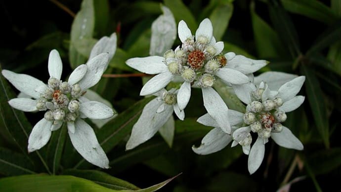 薄く雪をかぶったような白い花ウスユキソウ属