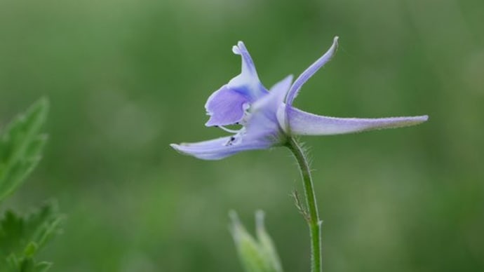 春の野の花(二)