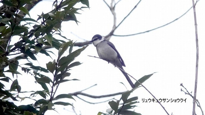 01/06探鳥記録写真:瀬板の森公園の小鳥たち(リュウキュウサンショウクイ、ジョウビタキ♀、シロハラ、エナガ、コゲラ、ソウシチョウ、)