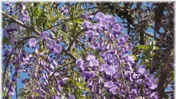 フジの花