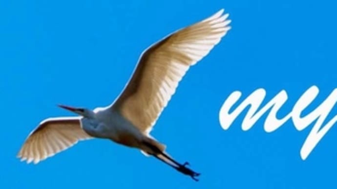 Seagull カモメ