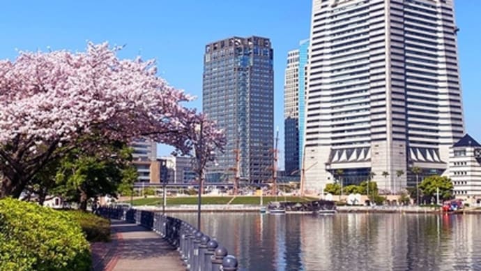 桜を楽しみに大好きな横浜へ（その5）