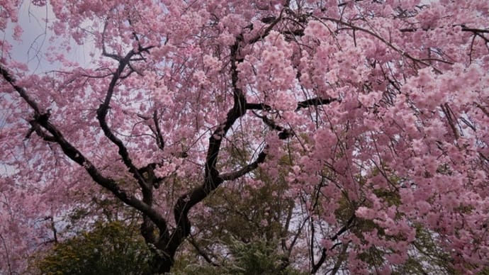 紅枝垂れ桜の咲くころ　～京都・原谷苑