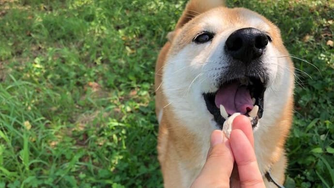 早くおうちに返してあげたい!