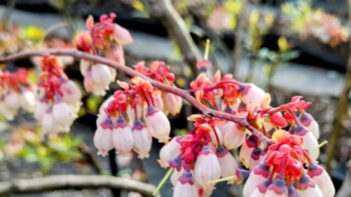 ブルーベリーファームは花盛り