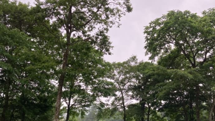 七夕🎋雨のち晴れのち曇り