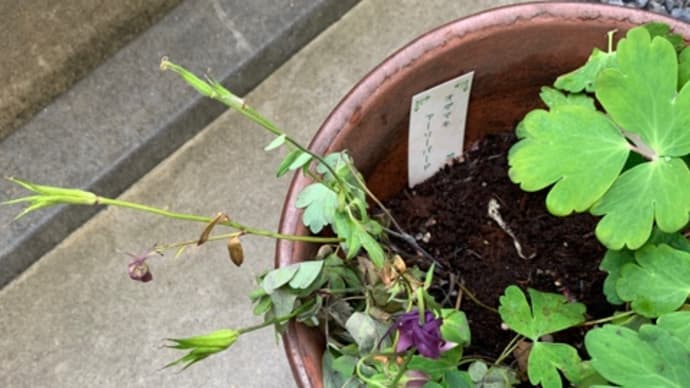 花泥棒にあう、驚きと悲しみ。