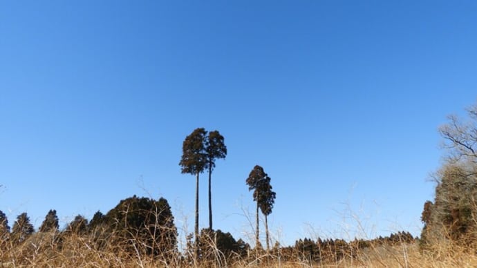 私の風邪 よくもならず悪くもならず・・・(笑)