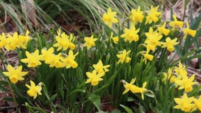 ミニ水仙テータテート、日本桜草に土増し