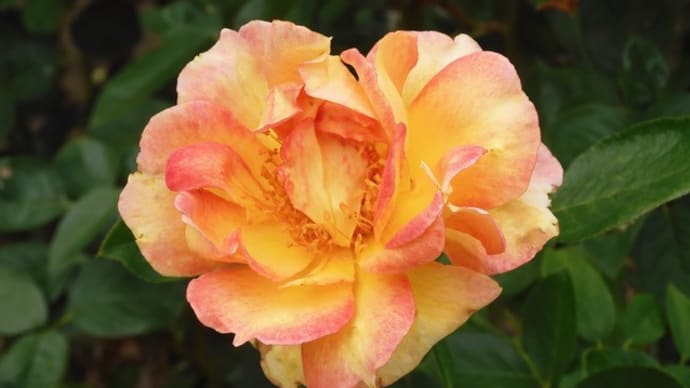 なんとなくハート型の薔薇