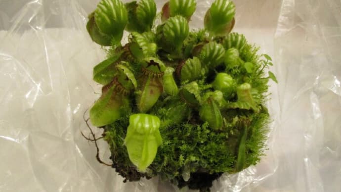 2020冬のセファロタス植替え その1
