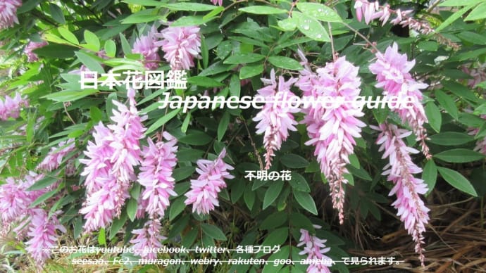 不明の花／桃