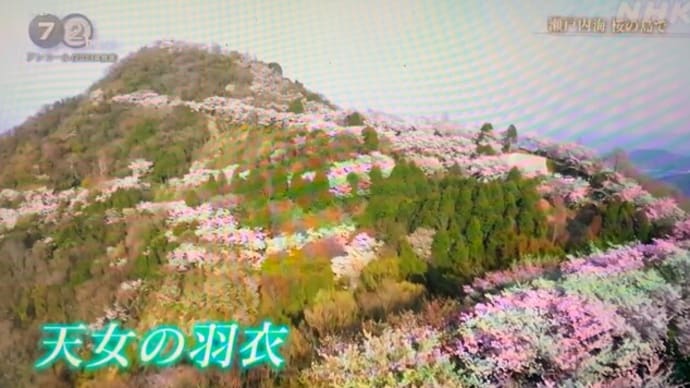 ５年ぶりの旧友との再会　桜の島「岩城島」の予定だったが！