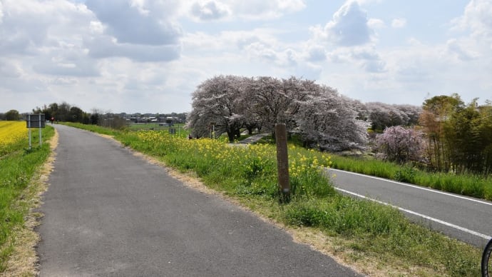 さくら狩り　埼玉県比企郡吉見町　さくら堤公園（8）身替地蔵尊横の枝垂桜