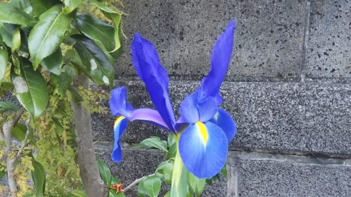 決心