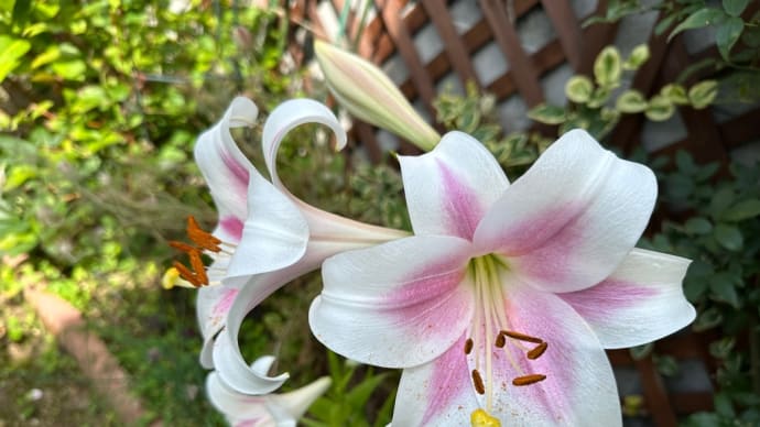 花々に囲まれてたい