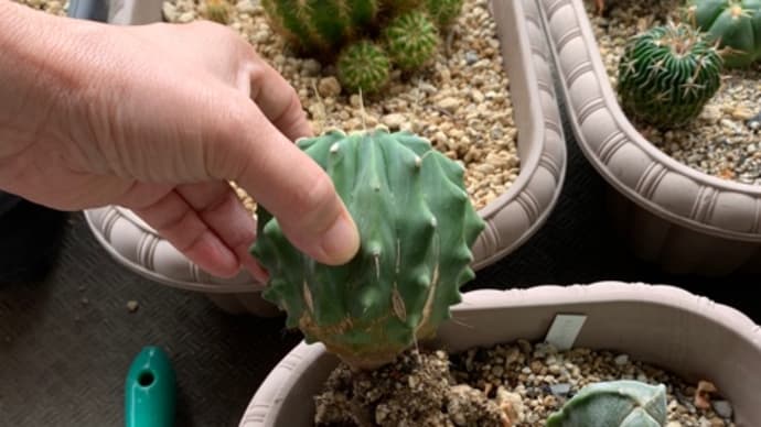 ダイソーからのサボテンの配置替え(植え替え)