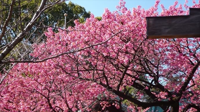 「寒緋桜」/荏原神社