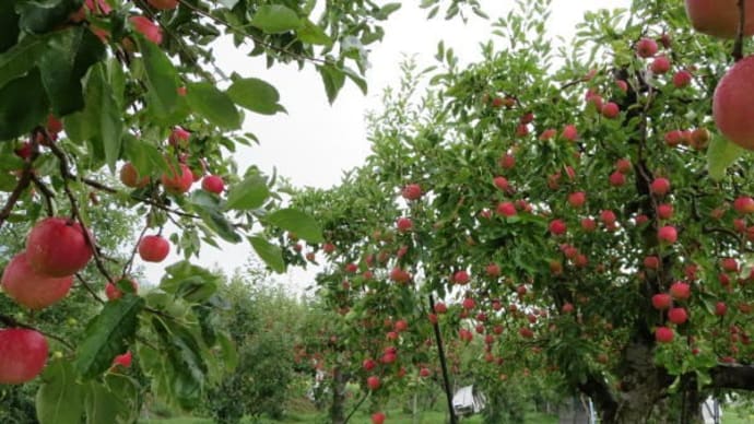 早生品種の収穫が始まりました！～りんご・西洋梨～