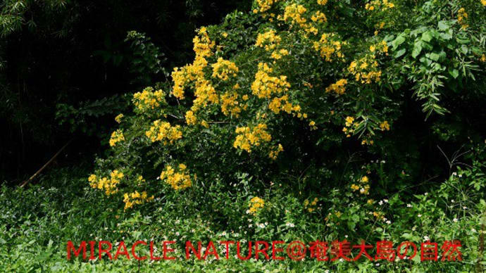 コバノセンナの花