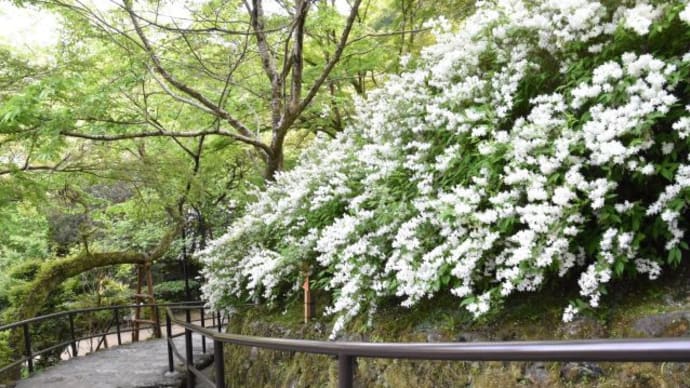 長谷寺　ヒメウツギの白い花が一面に咲く景色　　　　９