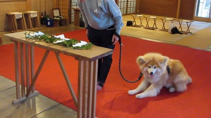 ★愛犬と詣でる神社 人にも動物にも「能登はやさしや」の土地柄