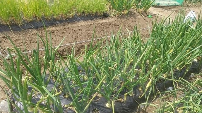 タマネギ ベト病発生