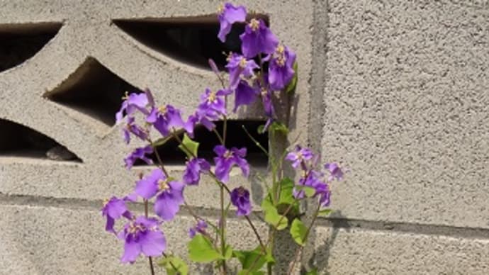 4月10日 庭で