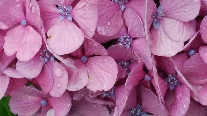 紫陽花に梅雨水、もっと綺麗な写真はそこここにあれど
