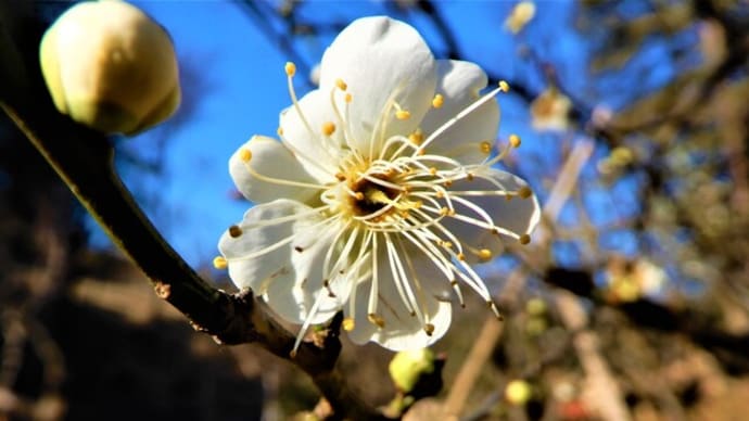 ２０２１・２・１　横浜市児童遊園地の梅林は梅の花がちらりほらり咲き始めていた。疫病下でクーデターという国があるのか。