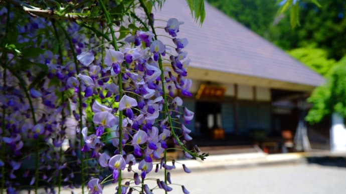 【日南町】神宮寺の藤