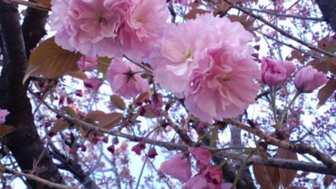 八重桜の接写