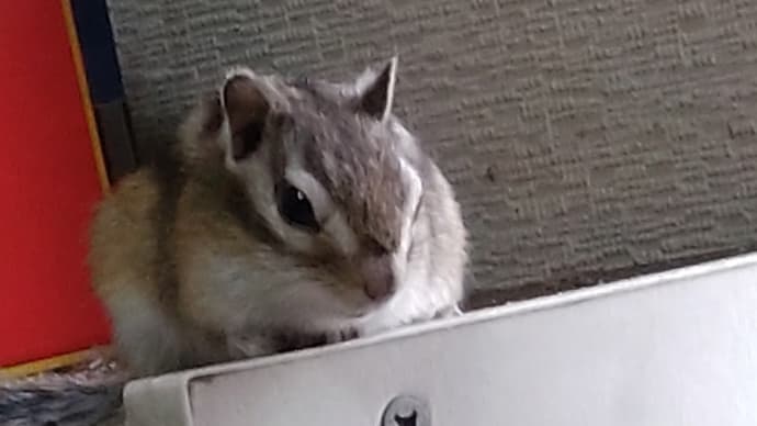嬉しい🥰